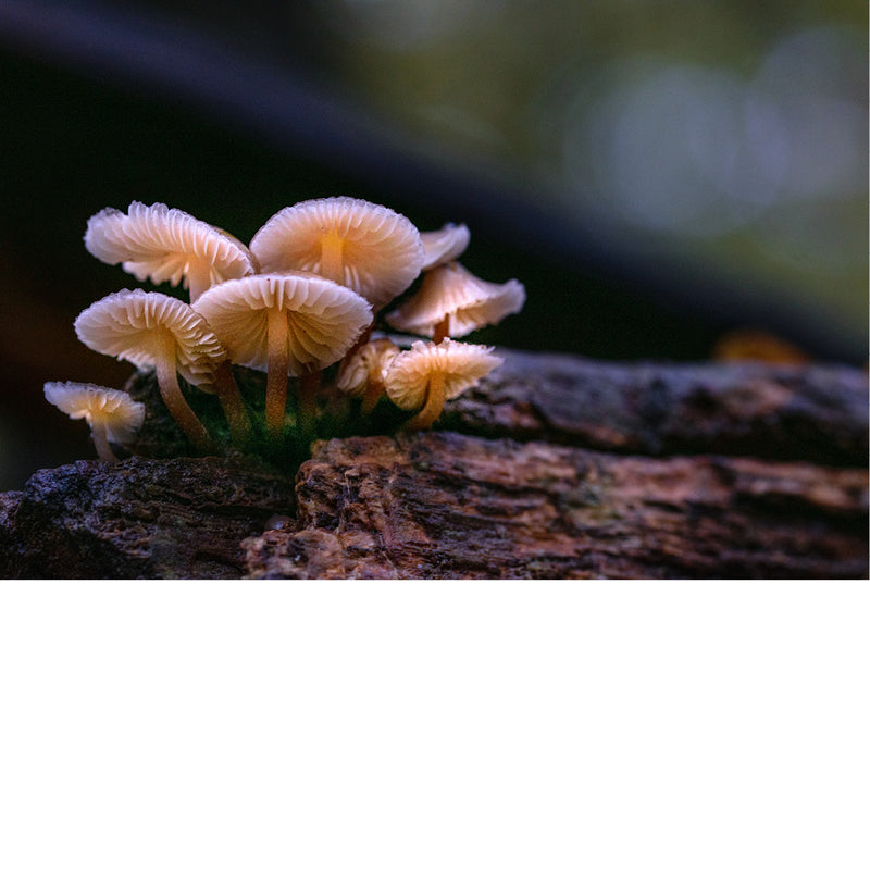 De paddenstoelen op de afbeelding zijn van het geslacht Mycena, ook wel bekend als "mycena's" of "mutsjeszwammen". Dit geslacht omvat een groot aantal kleine, saprofyte paddenstoelen die vaak in clusters op rottend hout groeien. 