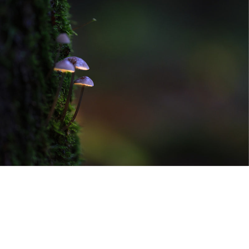 De paddenstoelen op de afbeelding zijn van het geslacht Mycena, ook wel bekend als "mycena's" of "mutsjeszwammen". Dit geslacht omvat een groot aantal kleine, saprofyte paddenstoelen die vaak in clusters op rottend hout groeien. 