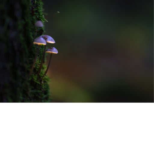 De paddenstoelen op de afbeelding zijn van het geslacht Mycena, ook wel bekend als "mycena's" of "mutsjeszwammen". Dit geslacht omvat een groot aantal kleine, saprofyte paddenstoelen die vaak in clusters op rottend hout groeien. 