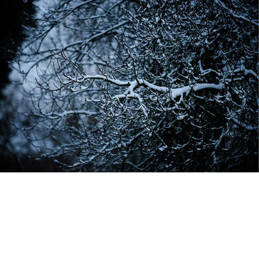 De besneeuwde takken geven een winters gevoel.