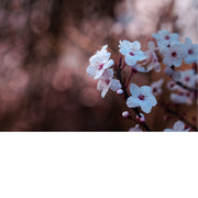 De kersenbloesem staat in de Japanse cultuur symbool voor een nieuw begin en de vergankelijke schoonheid van het leven. 