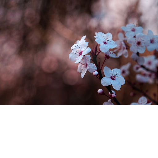 De kersenbloesem staat in de Japanse cultuur symbool voor een nieuw begin en de vergankelijke schoonheid van het leven. 