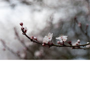 De bloesems komen één na één open op deze tak.