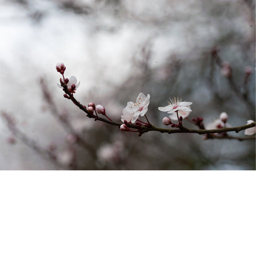 De bloesems komen één na één open op deze tak.