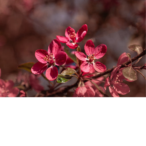 Bloesem van een sierappel (Malus). 