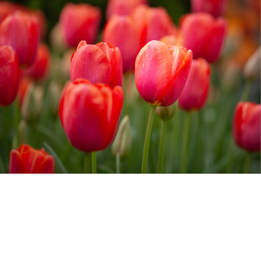Tulpen zijn bekende voorjaarsbloeiers die symbool staan voor de bloembollencultuur. 