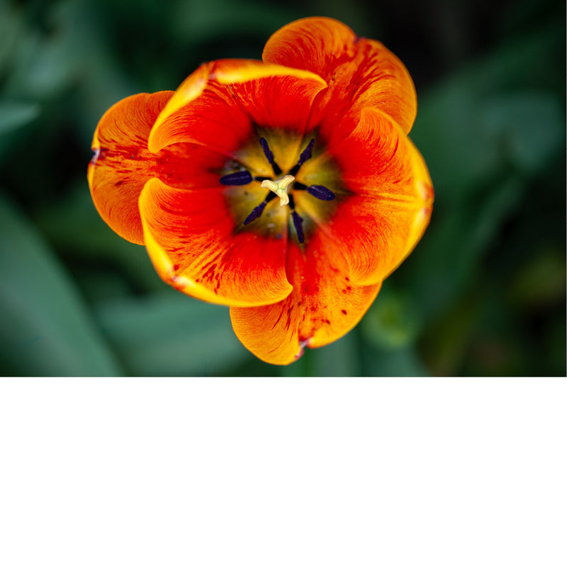 Tulpen zijn bekende voorjaarsbloeiers die symbool staan voor de bloembollencultuur. 