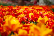 Tulpen zijn bekende voorjaarsbloeiers die symbool staan voor de bloembollencultuur. 