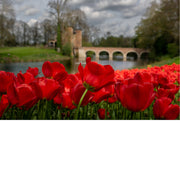 Een veld rode tulpen tijdens de Floraliën Groot-Bijgaarden.