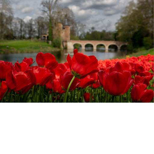 Een veld rode tulpen tijdens de Floraliën Groot-Bijgaarden.