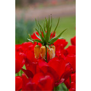 Dit is een keizerskroon (Fritillaria imperialis). Het is een bolgewas dat behoort tot de leliefamilie en wordt ook wel "Kroon van de Keizer" genoemd. 