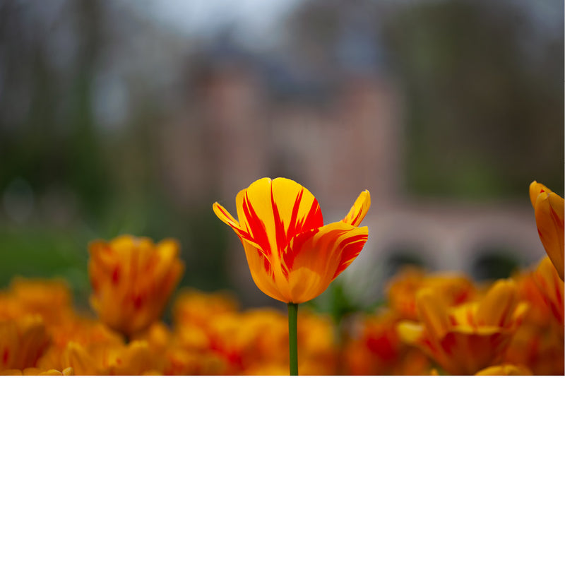 Tulpen zijn bekende voorjaarsbloeiers die symbool staan voor de bloembollencultuur. 