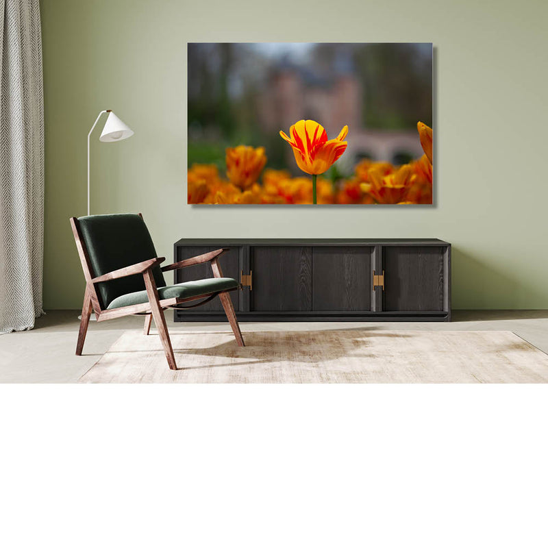 Focus op de tulp