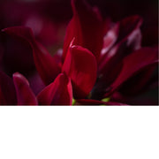 Detailfoto van een dieprode Dahlia