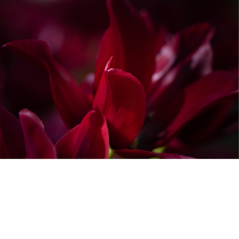 Detailfoto van een dieprode Dahlia