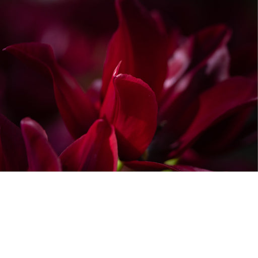 Detailfoto van een dieprode Dahlia