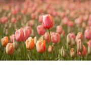 Een veld pastelroze tulpen tijdens de Floraliën Groot-Bijgaarden.