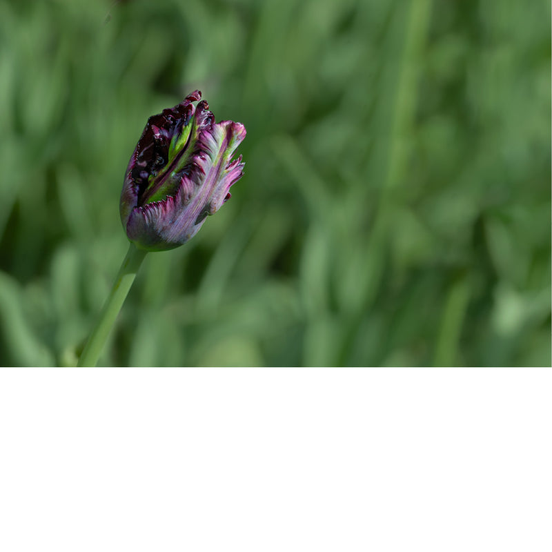 Tulpen zijn bekende voorjaarsbloeiers die symbool staan voor de bloembollencultuur. 