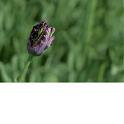 Tulpen zijn bekende voorjaarsbloeiers die symbool staan voor de bloembollencultuur. 