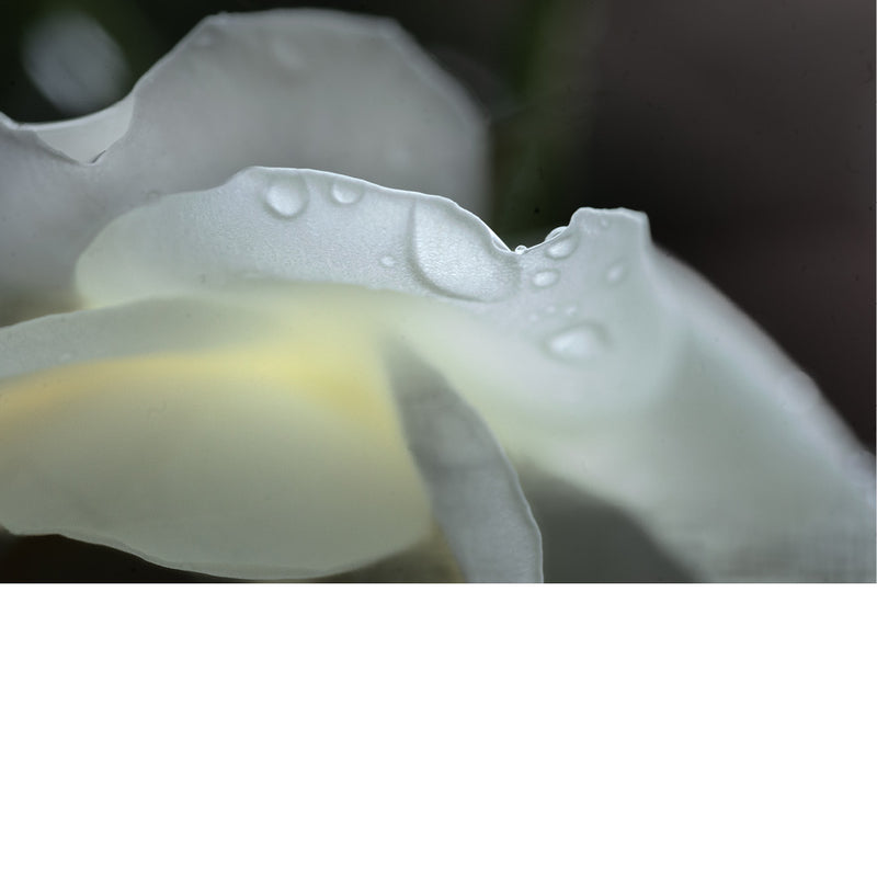 Macrofoto van een witte roos