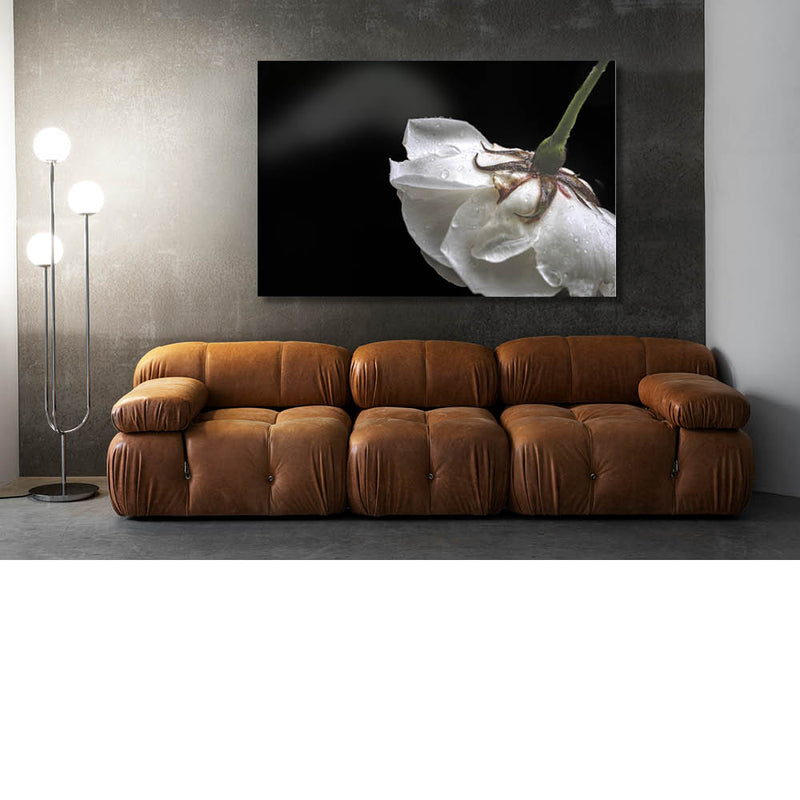 Witte roos in de regen