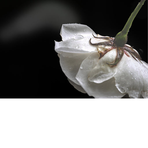 Detailfoto van een witte roos, nat door de regen.