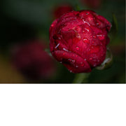 Een Camellia japonica, ook wel bekend als de Japanse roos.