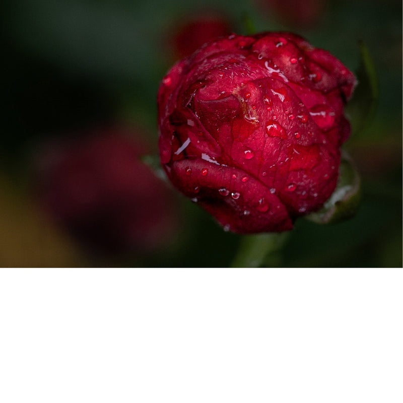 Een Camellia japonica, ook wel bekend als de Japanse roos.