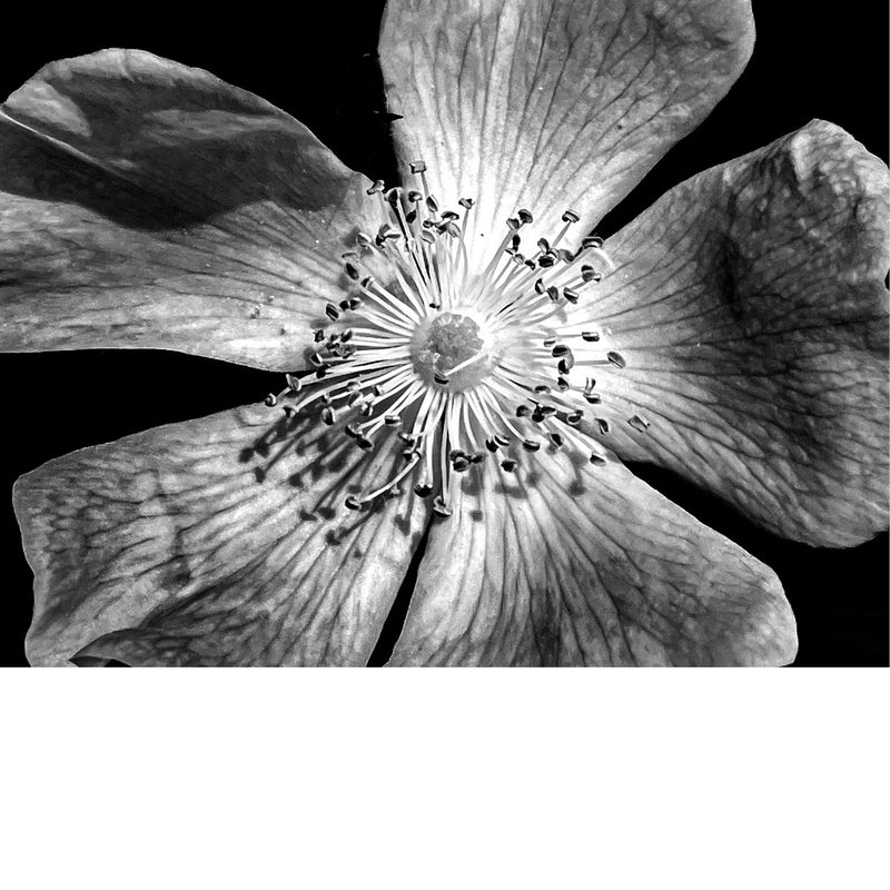 Close-up van een wilde roos, waarschijnlijk een Rosa canina (Hondsroos) of Rosa carolina (Carolina-roos). 