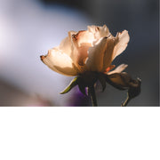 Een roos van het type 'Peace' (Rosa 'Peace'). Dit is een bekende hybride theeroos die wordt gekenmerkt door de grote, geurende bloemen met zachte geel- en roze tinten