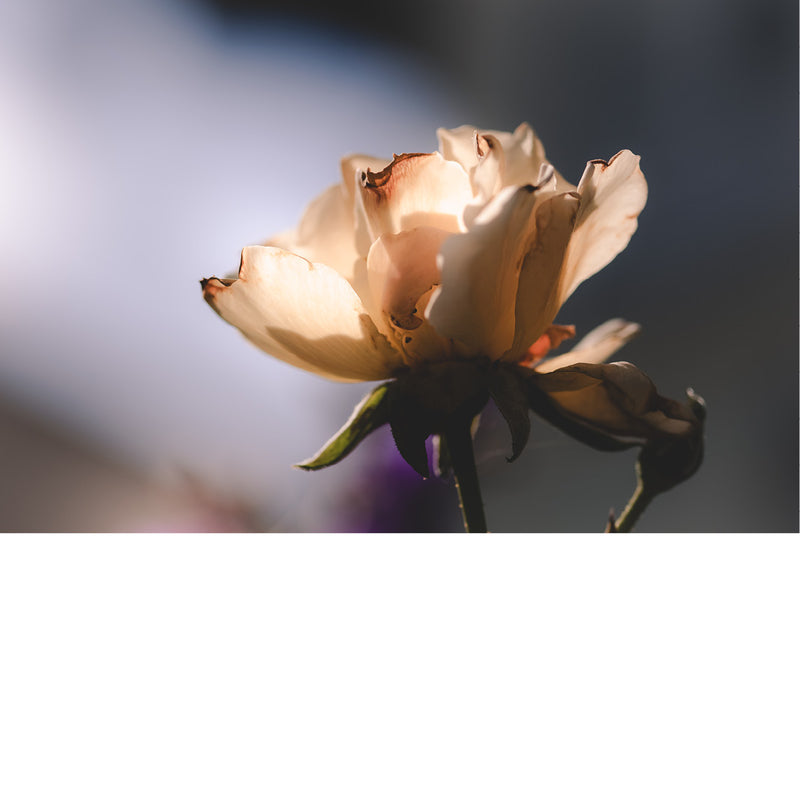 Een roos van het type 'Peace' (Rosa 'Peace'). Dit is een bekende hybride theeroos die wordt gekenmerkt door de grote, geurende bloemen met zachte geel- en roze tinten