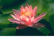 Waterlelies zijn vaste planten die vele jaren meegaan en in de herfst afsterven om in de lente weer uit te lopen. 