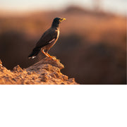 Een maina (Acridotheres tristis), een vogel die oorspronkelijk uit Azië komt. De vogel heeft een bruin lichaam, een zwarte kop en een opvallende gele snavel en poten. 