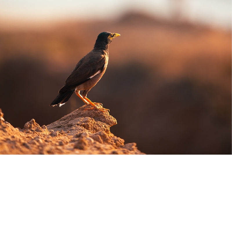 Een maina (Acridotheres tristis), een vogel die oorspronkelijk uit Azië komt. De vogel heeft een bruin lichaam, een zwarte kop en een opvallende gele snavel en poten. 