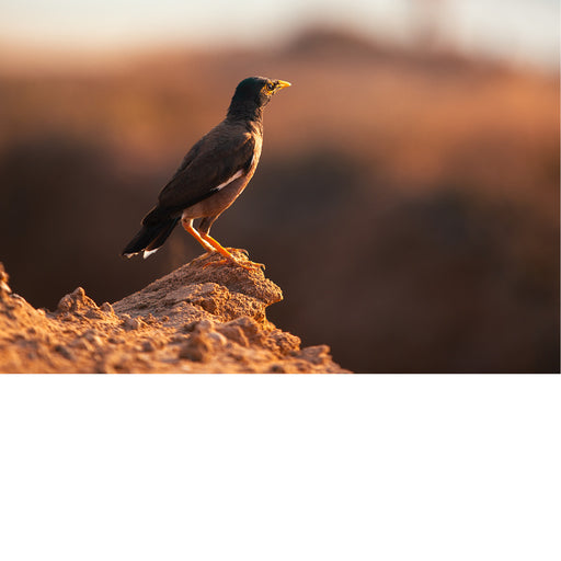 Een maina (Acridotheres tristis), een vogel die oorspronkelijk uit Azië komt. De vogel heeft een bruin lichaam, een zwarte kop en een opvallende gele snavel en poten. 