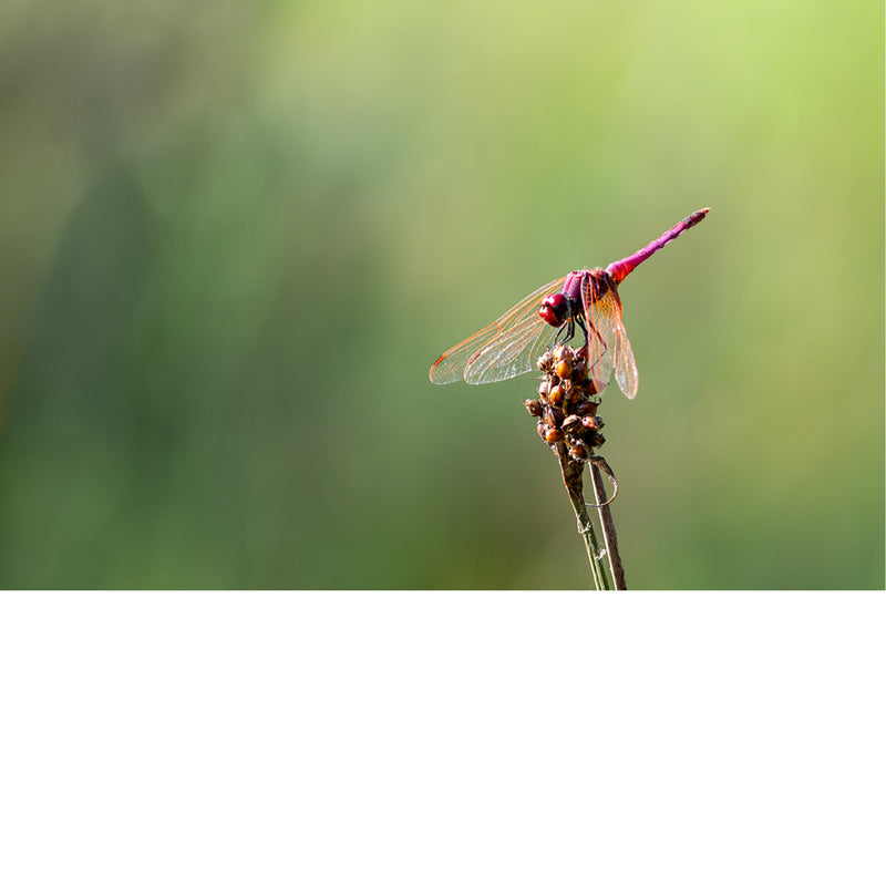 Dit is een karmozijnrode moeraslibel (Trithemis aurora), deze libel wordt vaak gezien in de buurt van water, zoals moerassen, vijvers, kanalen en langzaam stromende rivieren. 