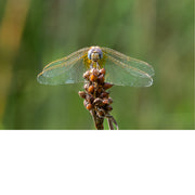 Een libel, waarschijnlijk een soort uit de familie Libellulidae, die op een plant zit. Deze libellensoort staat ook bekend als de violette dropwing, of paars-geblushde darter.