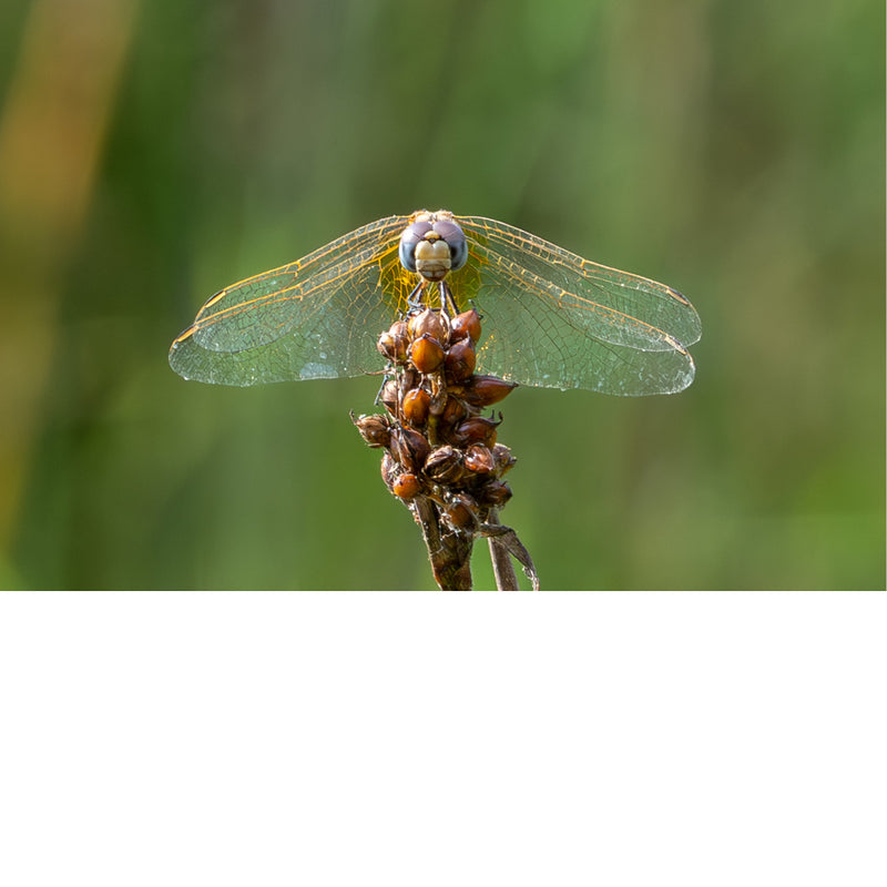 Een libel, waarschijnlijk een soort uit de familie Libellulidae, die op een plant zit. Deze libellensoort staat ook bekend als de violette dropwing, of paars-geblushde darter.