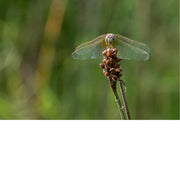 Een libel, waarschijnlijk een soort uit de familie Libellulidae, die op een plant zit. Deze libellensoort staat ook bekend als de violette dropwing, of paars-geblushde darter.