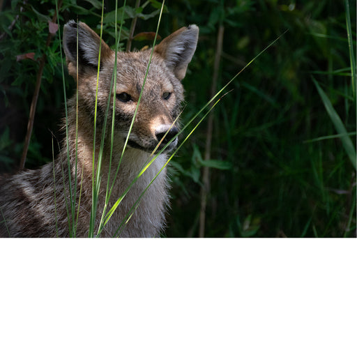De coyote of prairiewolf is een roofdier uit de familie van de hondachtigen en is nauw verwant aan de wolf. 