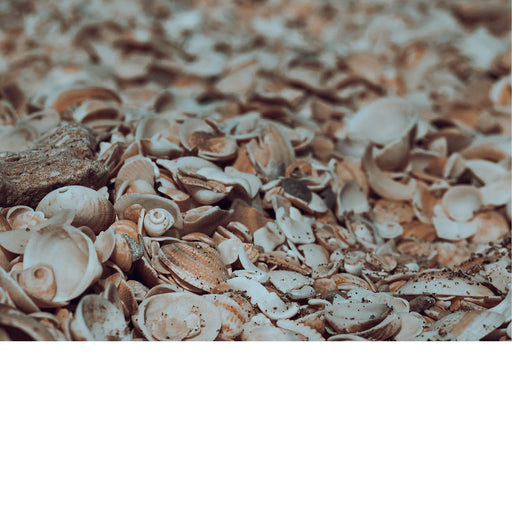 Een verzameling schelpen, waaronder kokkels en andere zeeschelpen. Kokkels zijn eetbare tweekleppige weekdieren die in zandige bodems leven