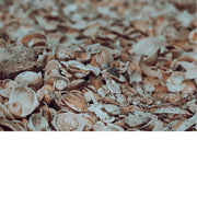 Een verzameling schelpen, waaronder kokkels en andere zeeschelpen. Kokkels zijn eetbare tweekleppige weekdieren die in zandige bodems leven