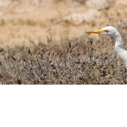 Een koereiger (Bubulcus ibis). Koereigers zijn relatief kleine reigers met een spanwijdte van 88-96 cm en een gewicht van 270-512 gram. 