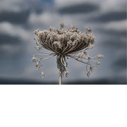 De wilde peen (Daucus carota), ook bekend als 'Queen Anne's lace' is de wilde voorouder van de oranje wortel die we vandaag de dag eten.
