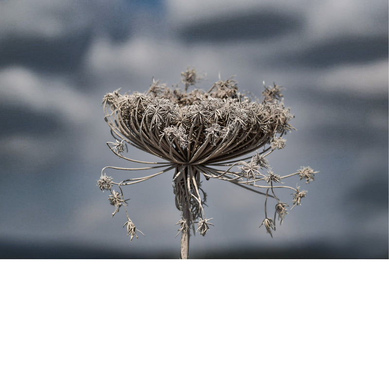 De wilde peen (Daucus carota), ook bekend als 'Queen Anne's lace' is de wilde voorouder van de oranje wortel die we vandaag de dag eten.