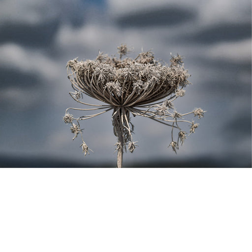 De wilde peen (Daucus carota), ook bekend als 'Queen Anne's lace' is de wilde voorouder van de oranje wortel die we vandaag de dag eten.