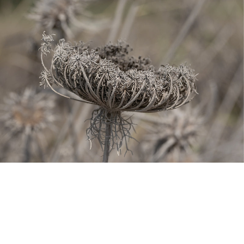 De wilde peen (Daucus carota), ook bekend als 'Queen Anne's lace' is de wilde voorouder van de oranje wortel die we vandaag de dag eten.