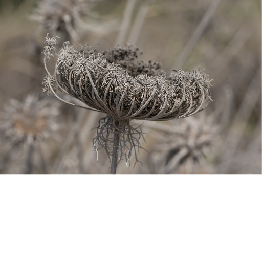 De wilde peen (Daucus carota), ook bekend als 'Queen Anne's lace' is de wilde voorouder van de oranje wortel die we vandaag de dag eten.