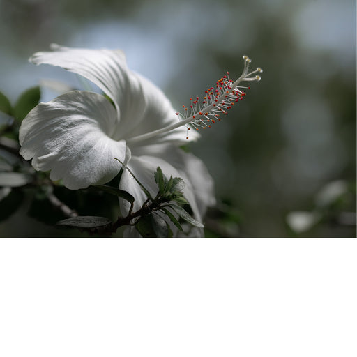 Een witte hibiscus, waarschijnlijk een variëteit van de Hibiscus rosa-sinensis, ook bekend als Chinese hibiscus of Chinese roos. 