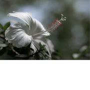 Een witte hibiscus, waarschijnlijk een variëteit van de Hibiscus rosa-sinensis, ook bekend als Chinese hibiscus of Chinese roos. 